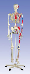 Макс, скелет с мышцами, на 5-роликовой стойке