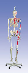 Макс, скелет с мышцами на стойке с подвесом