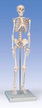 Мини-скелет “Shorty”, укрепленный на подставке