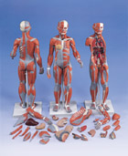 Двуполая фигура с мышцами и внутренними органами, 33 части