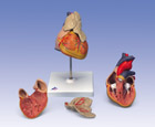 Классическая модель сердца с вилочковой железой, из 3 частей
