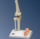 Мини коленный сустав с изображением поперечного сечения