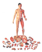 Фигура человека в полный рост, 2-полая, строение мускулатуры, азиатский тип, 39 частей
