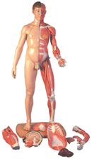 Фигура человека в полный рост, 2-полая, строение мускулатуры, европейский тип, 39 частей
