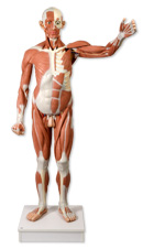 Мужская модель в натуральную величину с мышцами, 37 частей