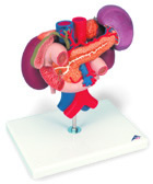 Модель почек с органами верхнего отдела брюшной полости, из 3 частей