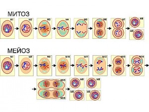 Модель-аппликация "Деление клетки. Митоз и мейоз" (ламинированная)